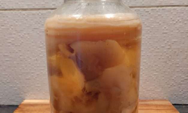Faire son kombucha maison : recette, matériel et conseils